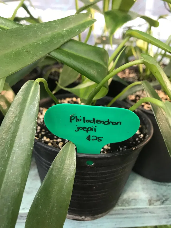 A young, potted tissue-cultured Philodendron joepii ($25) from Littlebotany in Punggol. ST PHOTO: ARTHUR SIM