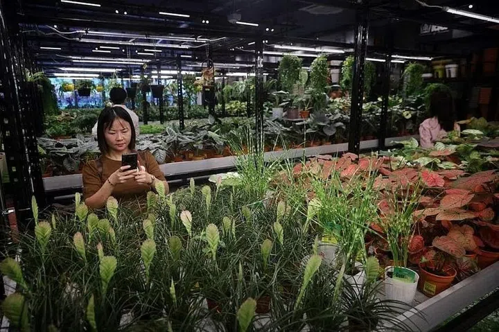 At night, brighter grow lights are switched on for the plants.