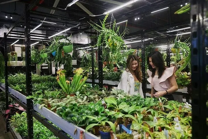Indoor plants and a suite of gardening tools and ornaments are sold on the first floor of the centre. The potted plants are watered through an automated system.