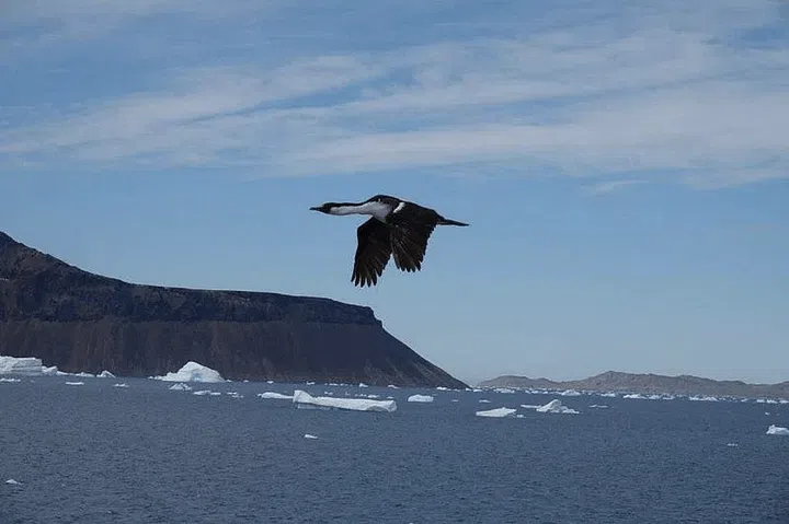 Catch sight of Antarctic shags in flight. PHOTO: KENNY WONG