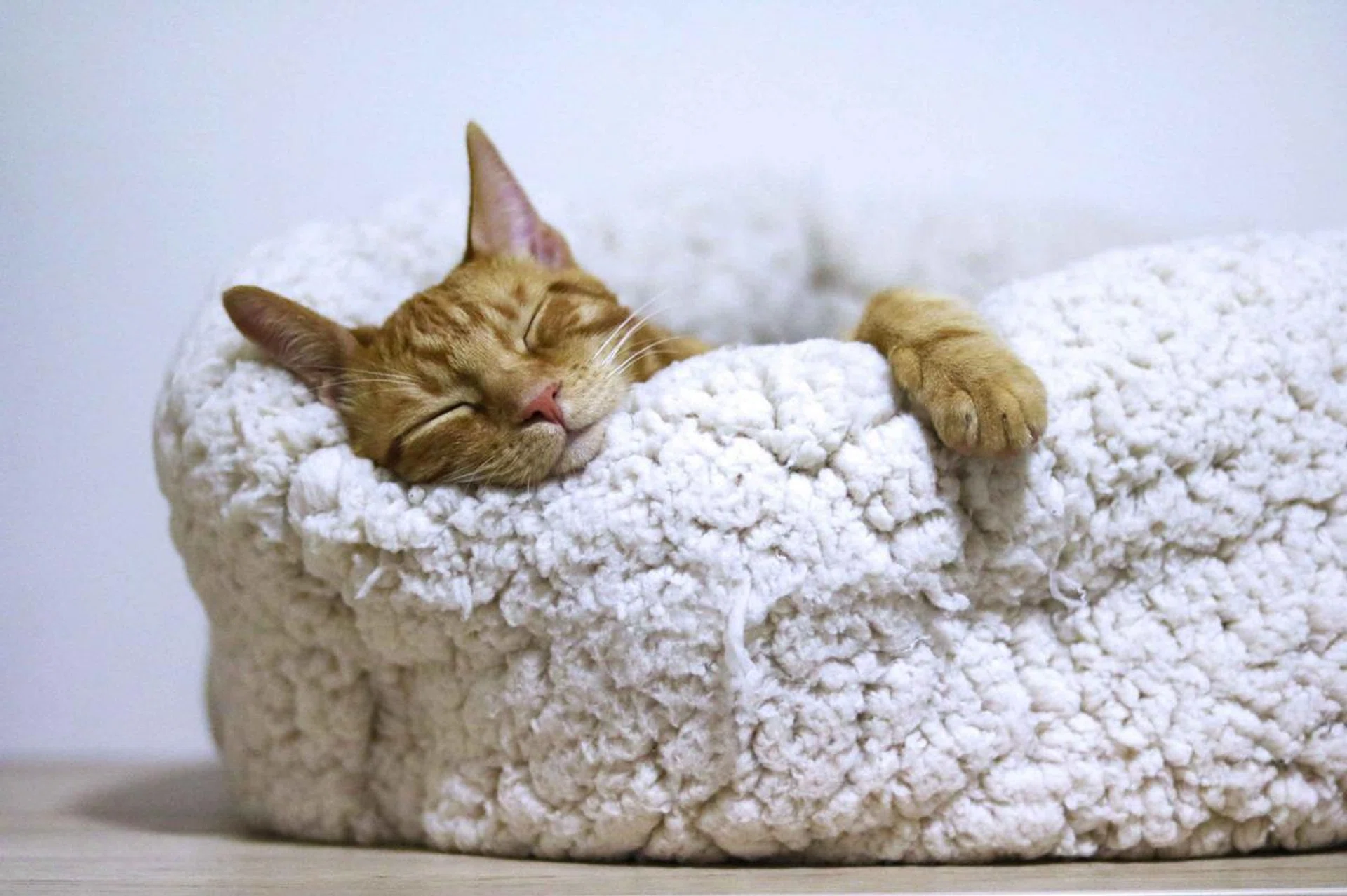 How to Sleep Better? An Ear Nose Throat Doctor Shares Expert Tips. Kitten sleeping in a cushion bed