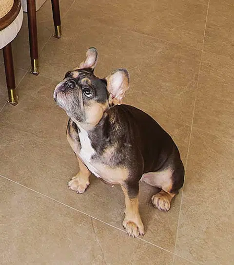 2-Year-old Blue and Tan Frenchie, Stitch, poses for a photograph at home, a 3-bedroom condo (1,800 sq ft) in Pandan Valley, designed by Insight.Out Studio.