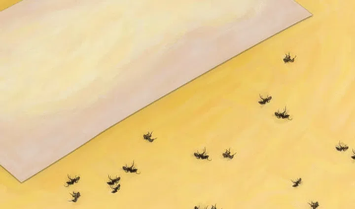 dead ants