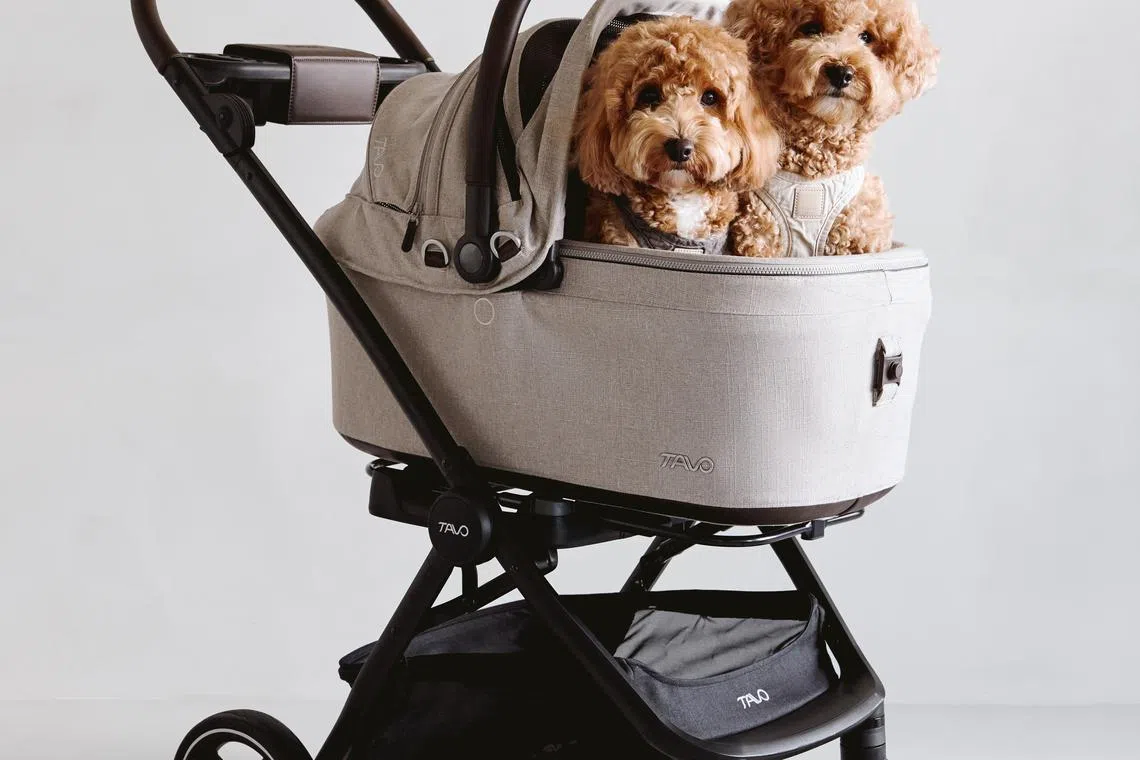Tavo Pet Stroller & Car Seat Review: Maeve 3-in-1 Pet Protection System ...