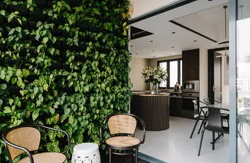 singapore house plants
