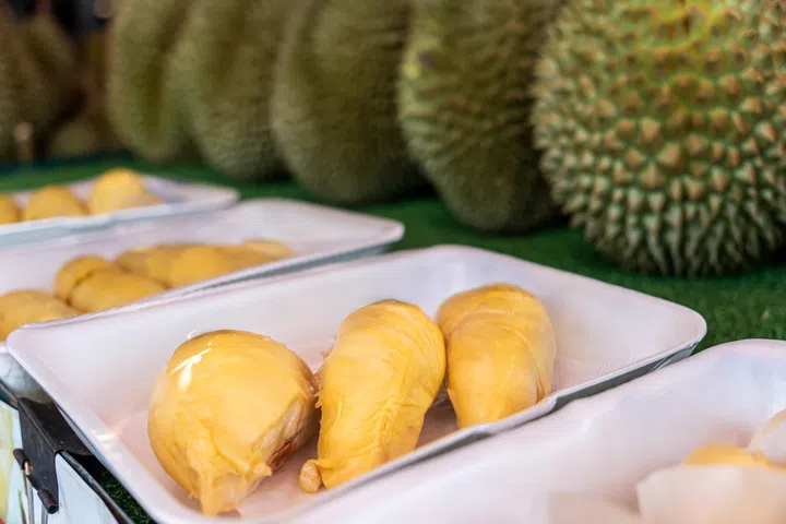 Close up of several durians on the shelf. harvesting durian. Ripe smelly fruits of the royal fruit on the counter in the store.