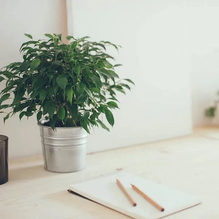 Plants in the south corner can boost joy