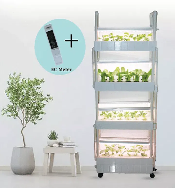 How to Grow Lavender in Singapore: Indoors or hydroponic? (Photo Lazada)