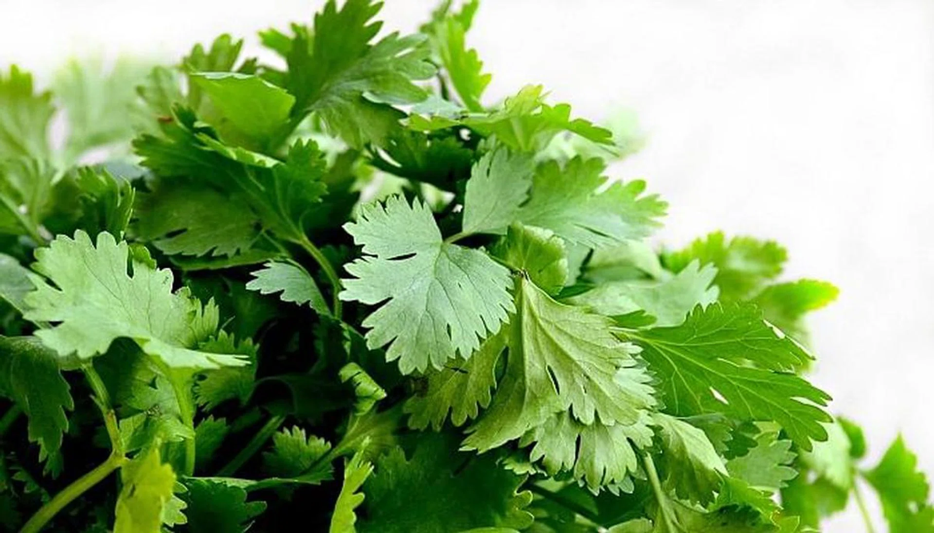 know-your-asian-herbs-cilantro-coriander