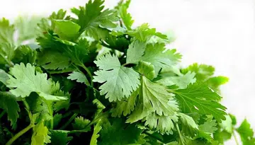 know-your-asian-herbs-cilantro-coriander