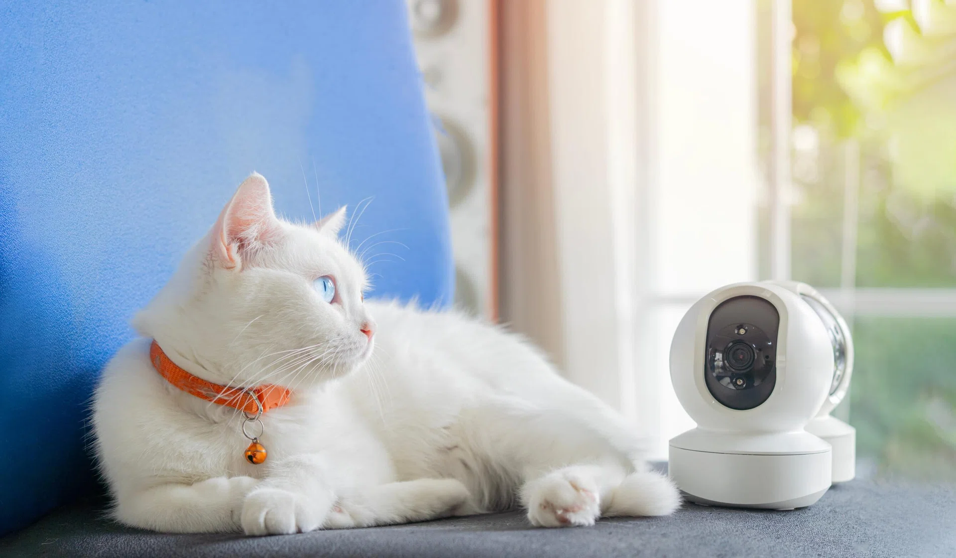 Wireless CCTV and spy gadgets for home interior surveillance with white cat with blue eyes lying nearby. Security camera for pet.