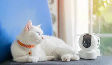 Wireless CCTV and spy gadgets for home interior surveillance with white cat with blue eyes lying nearby. Security camera for pet.