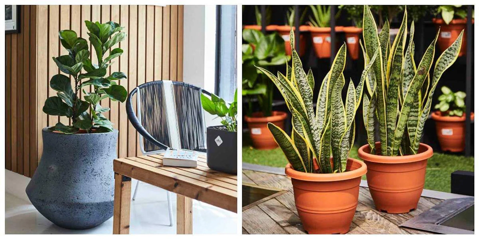 95211-healthy_home_plant