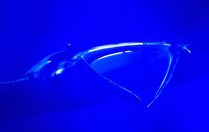 A very oversaturated manta ray in YouTube's native 8K format.