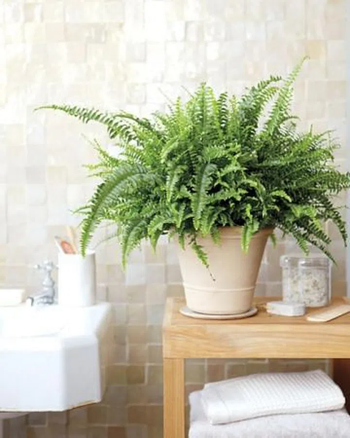 boston fern, house plants, easy plants, fern, planters, low maintenance