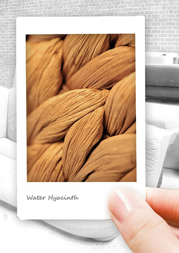 Water Hyacinth