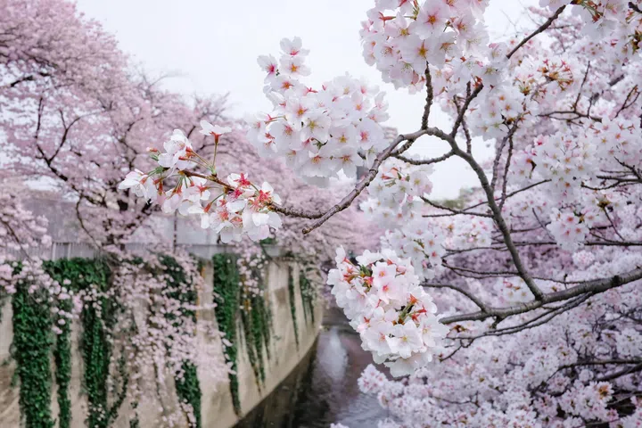 Cherry blossom or Sakura in Tokyo, Japan.