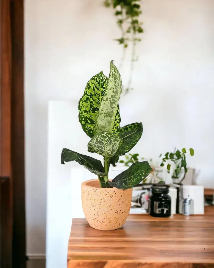 Dieffenbachia Cheetah Egg Pot in Small, Grey