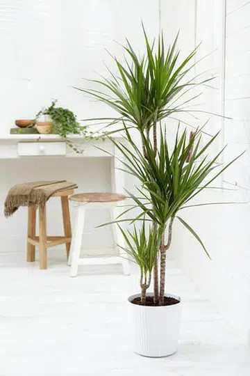 dracaena, house plant, little effort, easy maintenance, plants