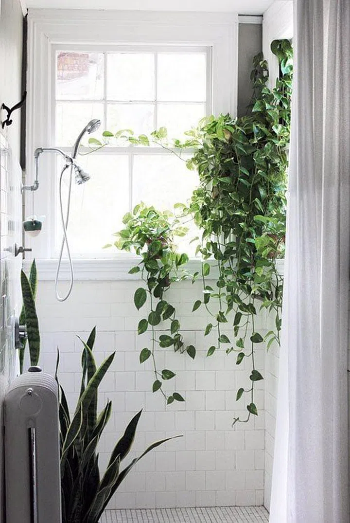 house plant, easy to care for, pothos, bathroom, low light