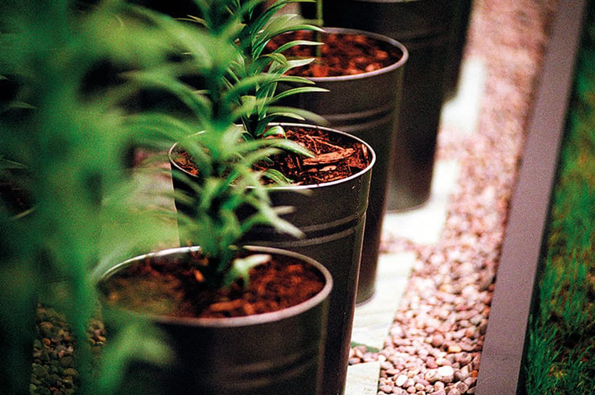 Potted Plants