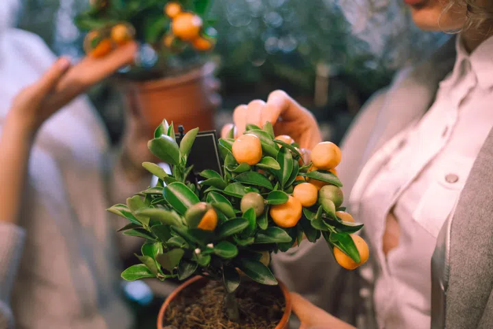 Garden center. Unrecognizable person is woman holding kalamondin, mandarin, kumquat growing in pot. Unpretentious plants for winter garden. Hobby. Successful purchase of plants. Winter garden . 
