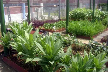 Edible garden urban farming