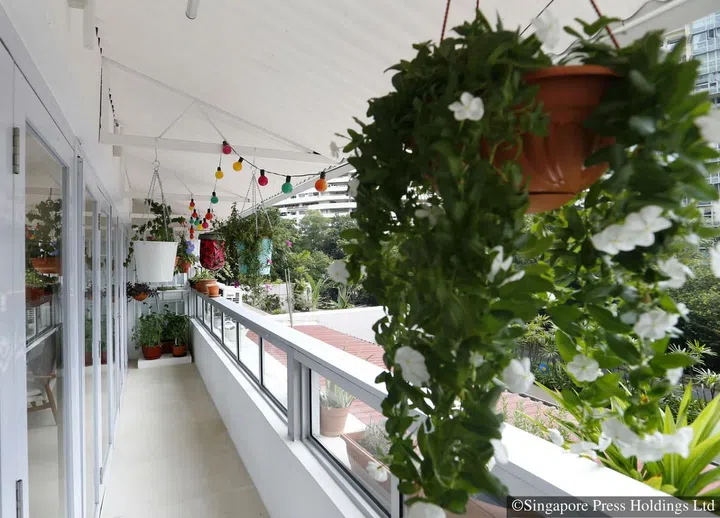 Coloured lights that hang in the balcony along with Ms Shi Xiao Wei’s flowering plants, such as the morning glory. 