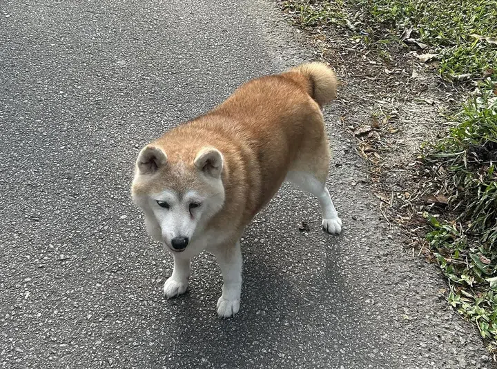 Poppy, a 14 year old Shiba Inu, and resident of Jalan Hang Jebat.