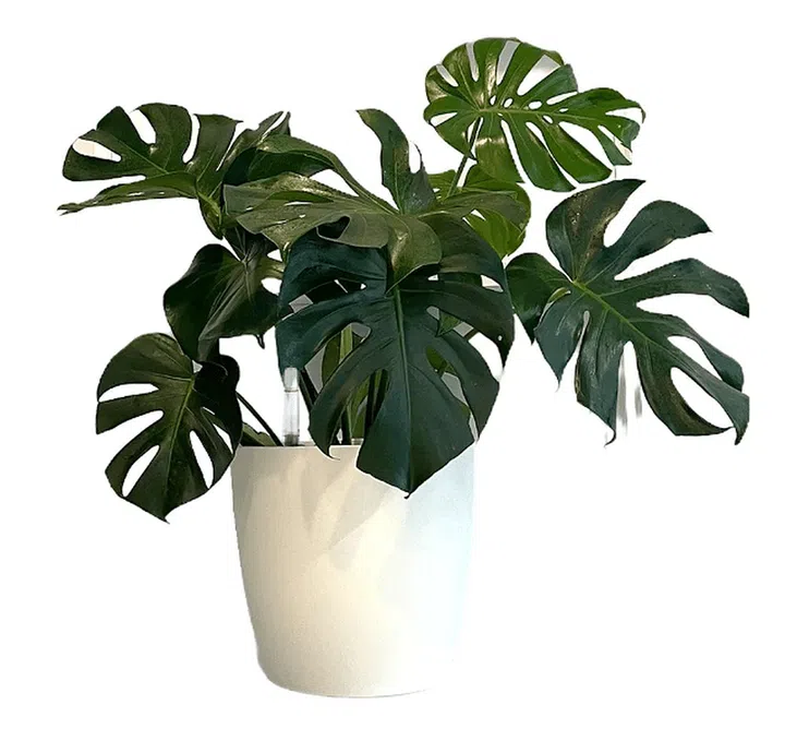 Monstera Deliciosa in White Brussels Round 30cm $116.90 from Noah Garden Centre