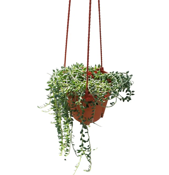 Senecio herreianus, String of Tears