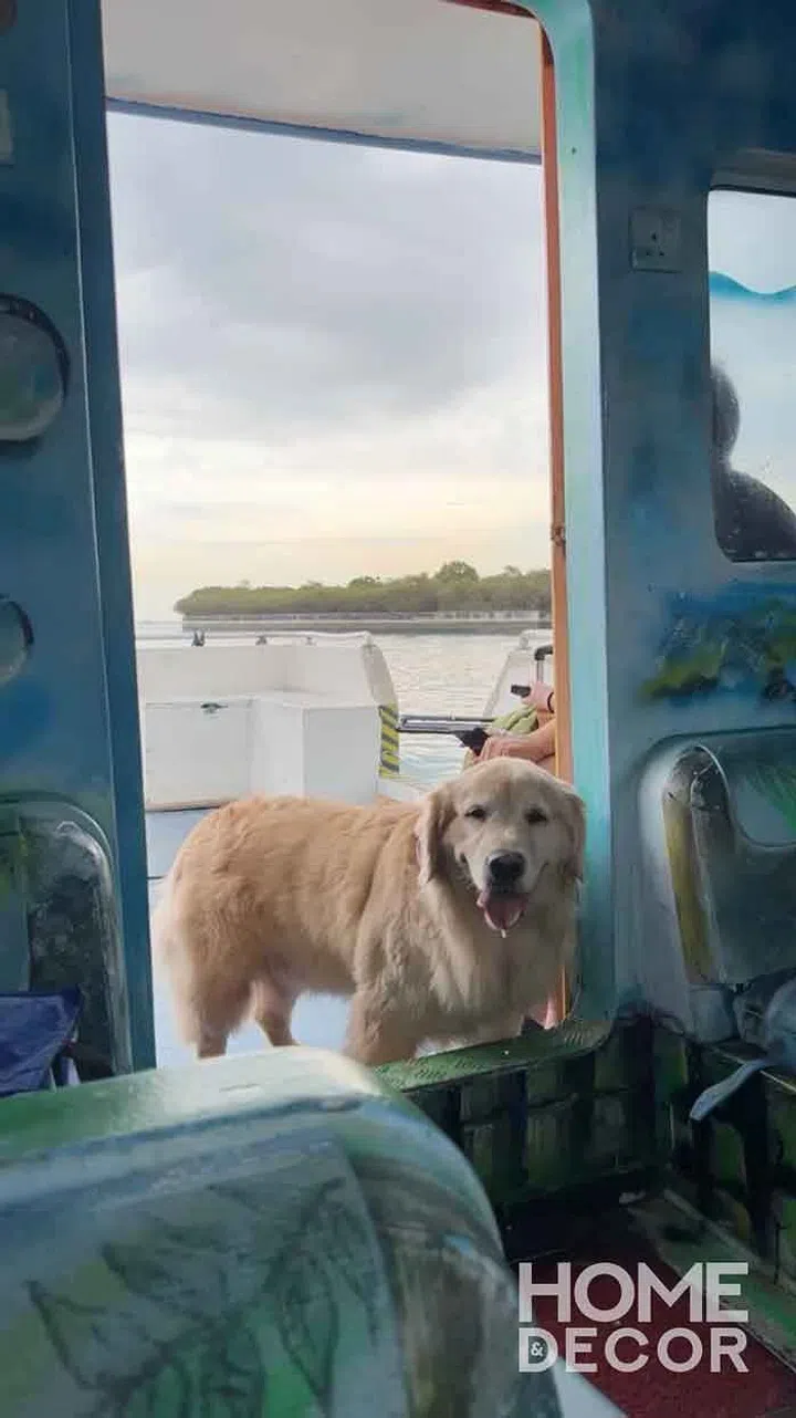 Golden Retriever onboard a ferry ride to Lazarus Island Tiny House