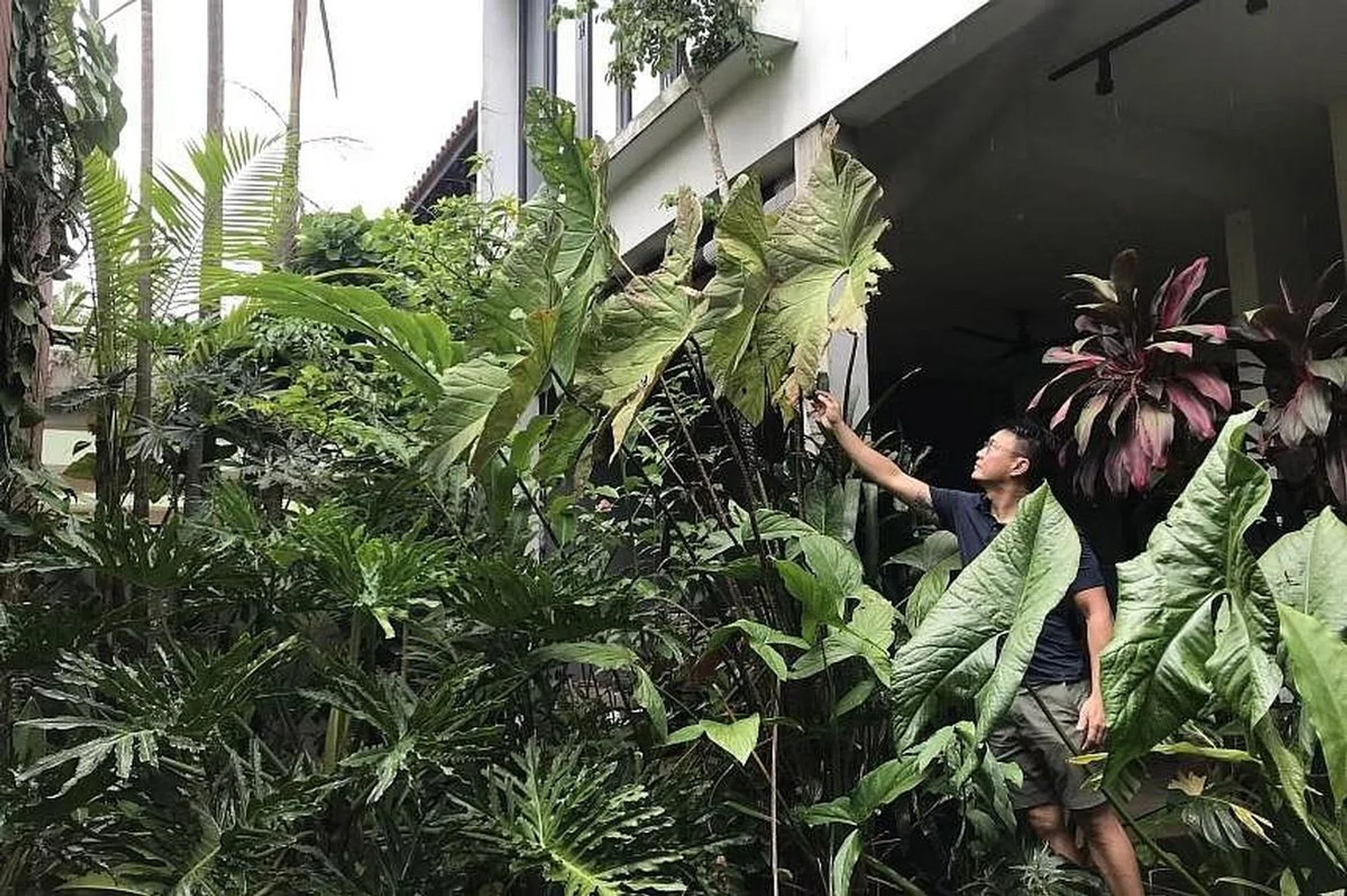 Mr Russel Low tending to his aquatic aroids including the Cyrtosperma giganteum and Cyrtosperma johnstonii in his home in Bukit Timah. ST PHOTO: ARTHUR SIM