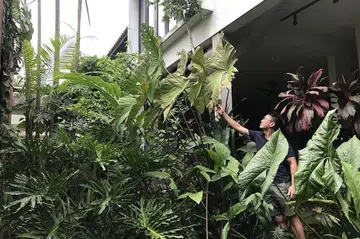 Mr Russel Low tending to his aquatic aroids including the Cyrtosperma giganteum and Cyrtosperma johnstonii in his home in Bukit Timah. ST PHOTO: ARTHUR SIM