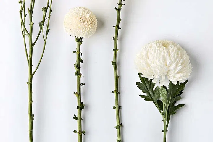 From left: Chrysanthemum mini pom pom, $10.50 per bundle, Chrysanthemum ping pong, $12.50 per bundle, Chrysanthemum net, $12.50 per bundle.