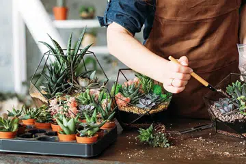 DIY florarium. Housewife business idea. Cropped shot of woman planting and growing succulents at home.