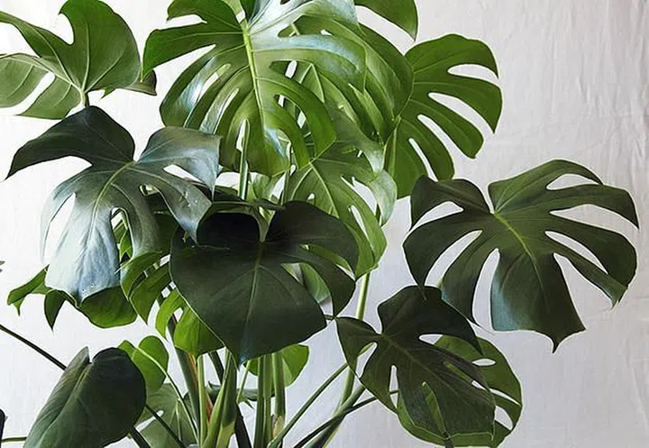 Philodendron, house plants, easy to care for, low maintenance