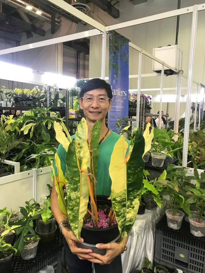 Mr Tevin Lee of ArtureSG holding a Philodendron Billietiae Variegated. He says one leaf could cost around $6,000 during the peak. Now one leaf is about $400. ST PHOTO: ARTHUR SIM