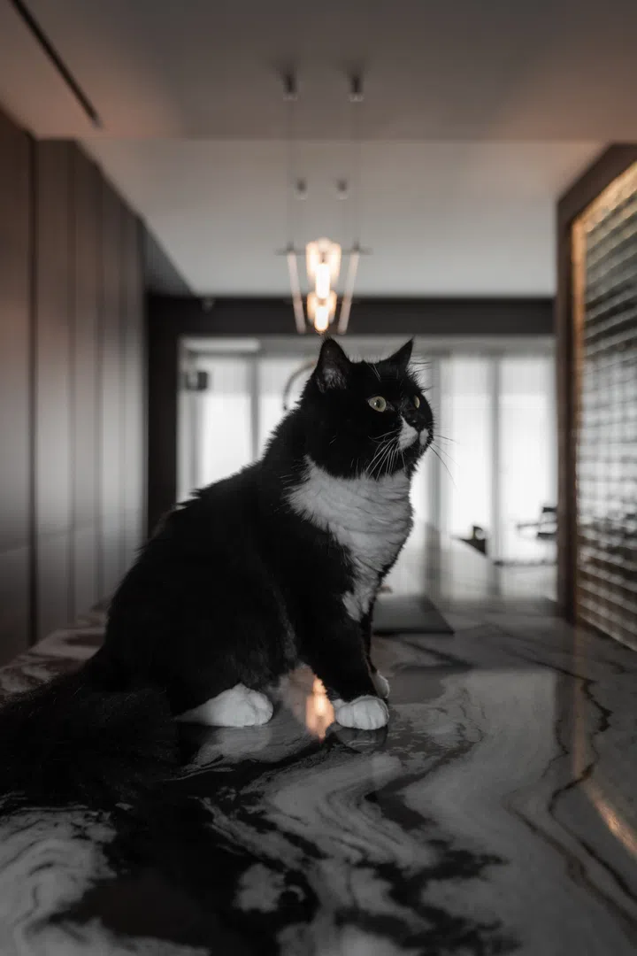Ornate + Mazha 5.2 from Sol Luminaire. Cat not for sale!
