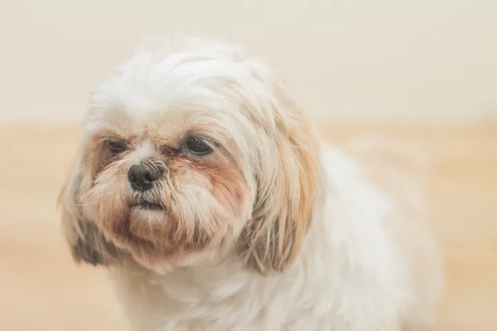 A light brown dog of Mal-Shih breed in front of a white wall