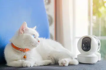 Wireless CCTV and spy gadgets for home interior surveillance with white cat with blue eyes lying nearby. Security camera for pet.