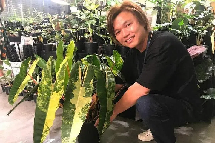Mr Ng Yong Sheng of Nursery 0312 in Seletar with a Philodendron Billietiae Variegated that he is selling for $8,800. He says the same plant would have cost $18,000 when prices peaked in 2021. ST PHOTO: ARTHUR SIM