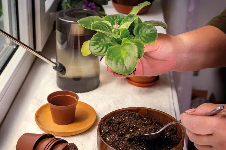 Female hands are planted babies violets (Saintpaulias) in a flower pot. Close-up