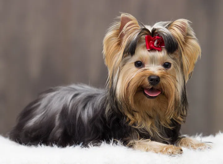 yorkshire terrier dog on a wooden background