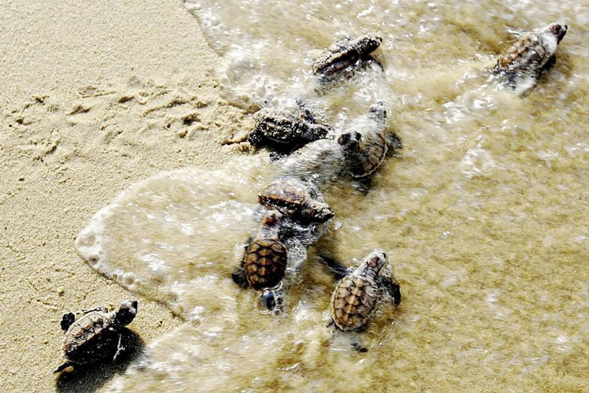 71866-sthawksbillturtle