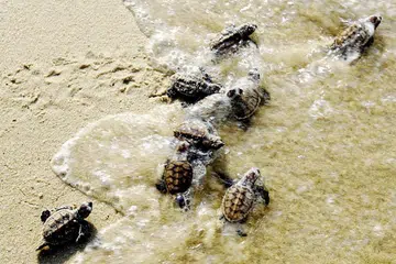 71866-sthawksbillturtle