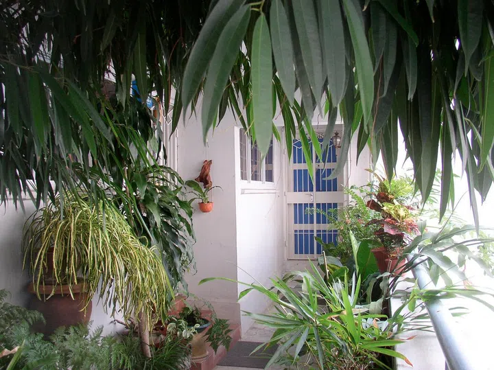 edible garden urban farming