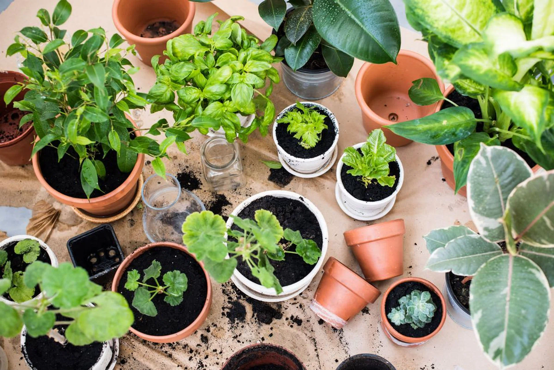 potted herbs