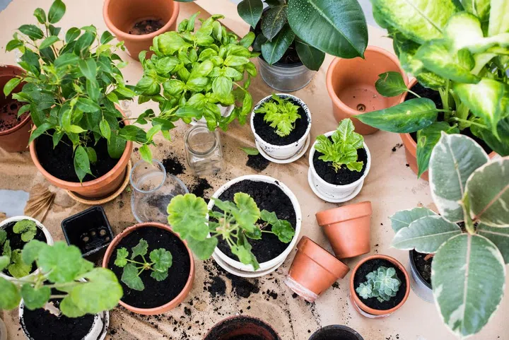 potted herbs