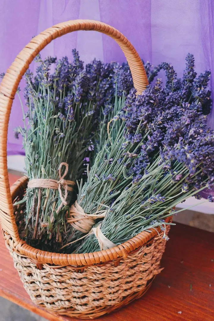 How to Grow Lavender in Singapore: Indoors or hydroponic? (Photo Pexels Brigitte Tohm)